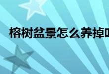 榕树盆景怎么养掉叶子（榕树盆景怎么养）