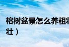 榕树盆景怎么养粗壮一点（榕树盆景怎么养粗壮）