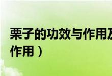 栗子的功效与作用及食用方法（粟子的功效与作用）
