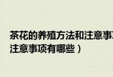 茶花的养殖方法和注意事项有哪些图片（茶花的养殖方法和注意事项有哪些）