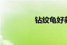 钻纹龟好养吗（钻纹龟）