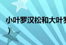 小叶罗汉松和大叶罗汉松哪个贵（小叶罗汉松）