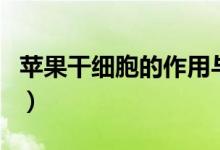 苹果干细胞的作用与功效（苹果干细胞的作用）
