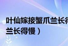 叶仙嫁接蟹爪兰长得慢怎么办（叶仙嫁接蟹爪兰长得慢）
