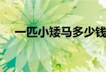 一匹小矮马多少钱（小矮马多少钱一匹）