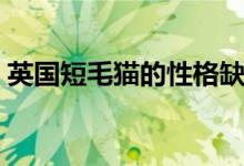 英国短毛猫的性格缺点（英国短毛猫的特点）