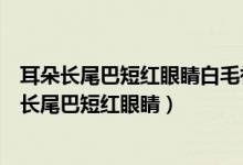 耳朵长尾巴短红眼睛白毛衫三瓣嘴胆子小是什么生肖（耳朵长尾巴短红眼睛）