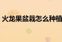 火龙果盆栽怎么种植（火龙果盆栽种植方法）
