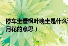 停车坐看枫叶晚坐是什么理解（停车坐爱枫林晚霜叶红于二月花的意思）