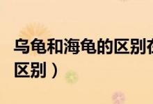 乌龟和海龟的区别在哪里图片（乌龟和海龟的区别）