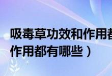 吸毒草功效和作用都有哪些呢（吸毒草功效和作用都有哪些）