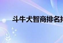 斗牛犬智商排名排第几（斗牛犬智商）