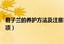 君子兰的养护方法及注意事项（一叶兰的养殖方法和注意事项）