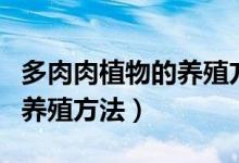 多肉肉植物的养殖方法和技术（多肉肉植物的养殖方法）