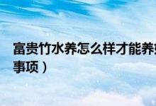 富贵竹水养怎么样才能养好能（富贵竹的水养殖方法和注意事项）
