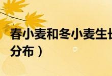 春小麦和冬小麦生长条件（春小麦和冬小麦的分布）