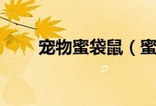 宠物蜜袋鼠（蜜袋鼯鼠多少钱一只）
