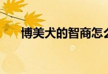 博美犬的智商怎么样（博美犬的智商）