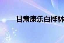 甘肃康乐白桦林景区（白桦林景区）