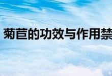 菊苣的功效与作用禁忌（菊苣的功效与作用）