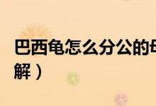 巴西龟怎么分公的母的（巴西龟怎么分公母图解）