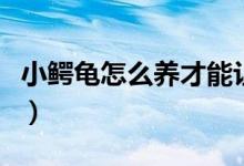 小鳄龟怎么养才能让他不变大（小鳄龟怎么养）