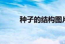 种子的结构图片（种子的结构图）