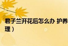 君子兰开花后怎么办 护养方法和技巧（君子兰开花后怎么处理）