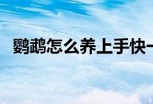 鹦鹉怎么养上手快一点（鹦鹉怎么养上手）