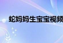 蛇妈妈生宝宝视频（蛇宝宝妈咪要下蛋）