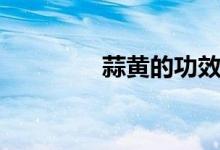 蒜黄的功效与作用(蒜黄)