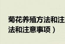 菊花养殖方法和注意事项 盆栽（菊花养殖方法和注意事项）