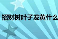 招财树叶子发黄什么原因怎么处理（招财树）