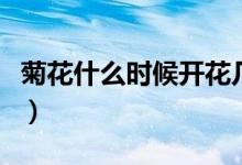 菊花什么时候开花几点开花（菊花什么时候开）
