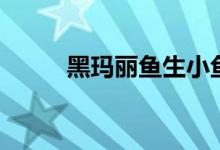 黑玛丽鱼生小鱼前兆（黑玛丽鱼）