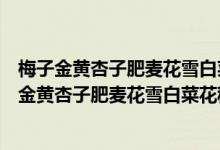 梅子金黄杏子肥麦花雪白菜花稀这句话的意思是什么（梅子金黄杏子肥麦花雪白菜花稀是什么意思）