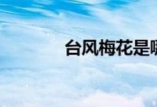 台风梅花是哪年（台风梅花）