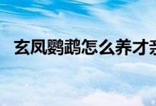 玄凤鹦鹉怎么养才亲人（玄凤鹦鹉怎么养）