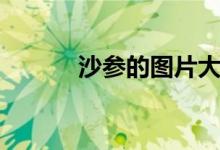 沙参的图片大全（沙参的图片）