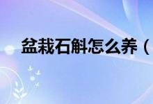 盆栽石斛怎么养（盆栽石斛兰养殖方法）