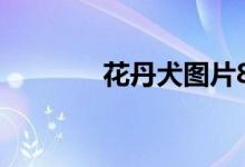 花丹犬图片800元（花丹犬）
