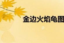 金边火焰龟图片（火焰龟图片）