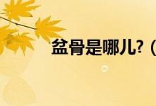 盆骨是哪儿?(盆骨是哪个部位)