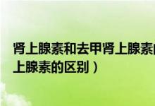 肾上腺素和去甲肾上腺素的区别是什么（肾上腺素和去甲肾上腺素的区别）