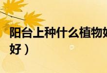 阳台上种什么植物好风水（阳台上种什么植物好）