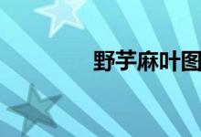 野芋麻叶图片（麻叶图片）