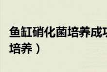 鱼缸硝化菌培养成功的标志（鱼缸硝化菌怎么培养）