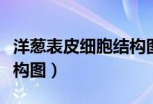 洋葱表皮细胞结构图怎么画（洋葱表皮细胞结构图）
