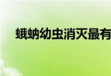 蛾蚋幼虫消灭最有效的方法（蛾蚋幼虫）