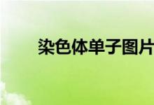 染色体单子图片(同源染色体图片)